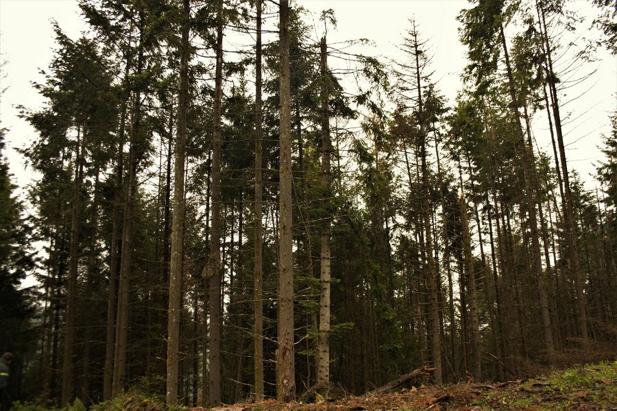 Dépérissement d'une plantation de douglas en versant Sud 