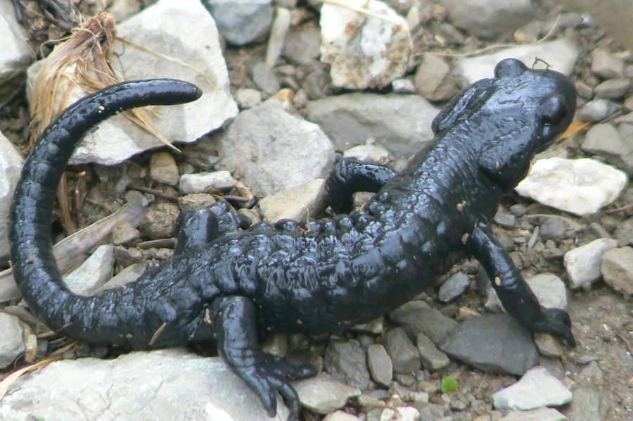 La salamandre tachetée, un dragon dans les sous-bois