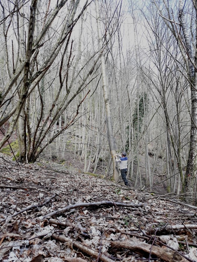 Mesure de la hauteur d'un arbre: Croix du bucheron & Dendromètre