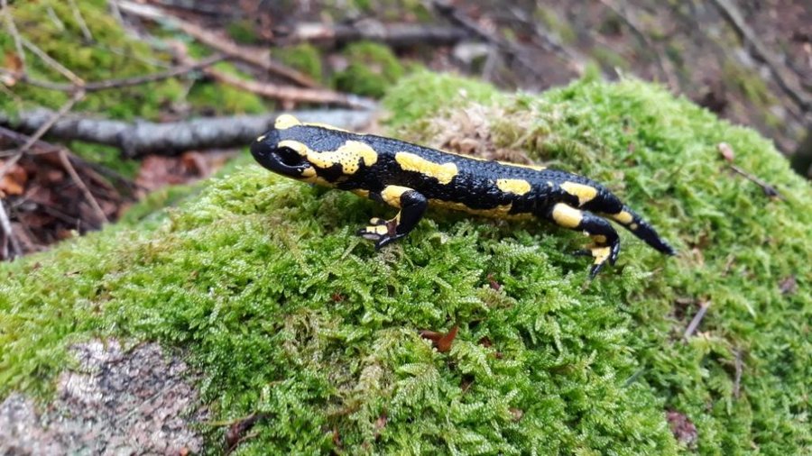 La salamandre tachetée, un dragon dans les sous-bois