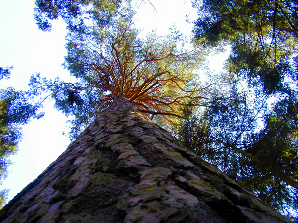 Les Vosges du Nord